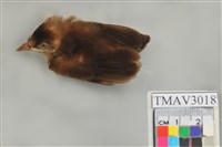 藏品(白頭翁)的圖片